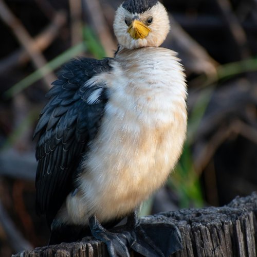 Фотография Национальный парк Каккаду