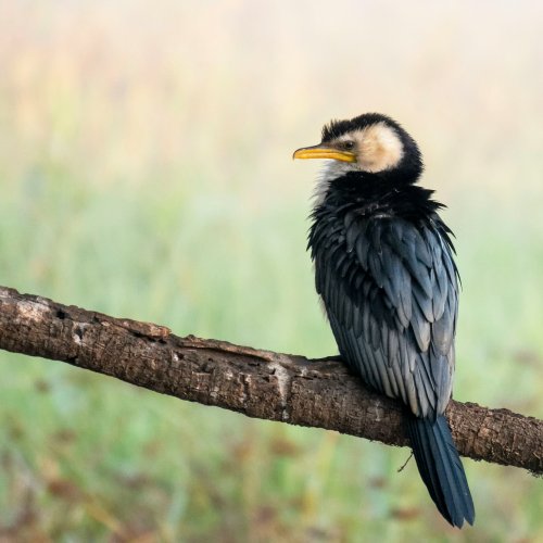 Национальный парк Каккаду