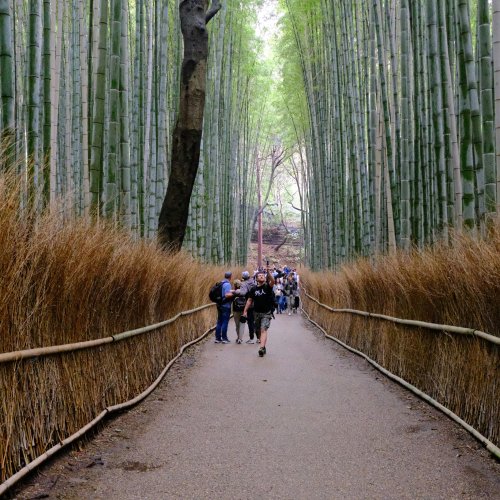Фотография Бамбуковая роща Арашияма (Саґано)