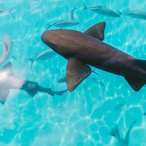 Фотография Фотогалерея