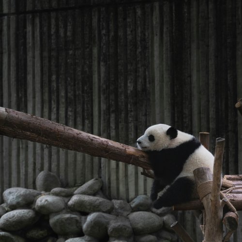 Фотография База по разведению гигантских панд в Чэнду