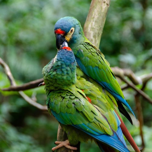 Фотография Водопады Игуасу (Национальный парк Игуасу)