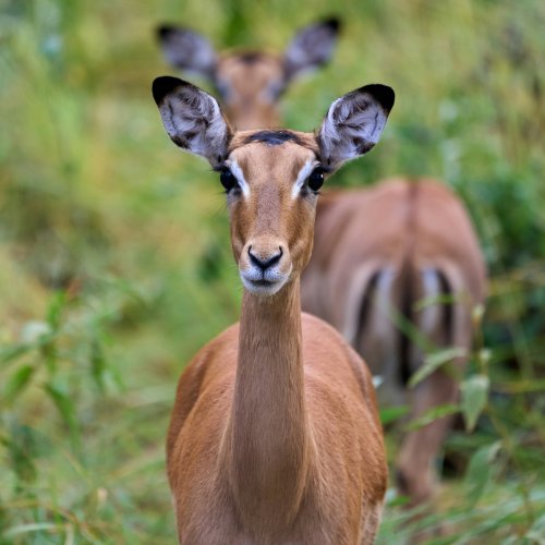 Антилопы импала в национальном парке Кафуэ (Замбия)