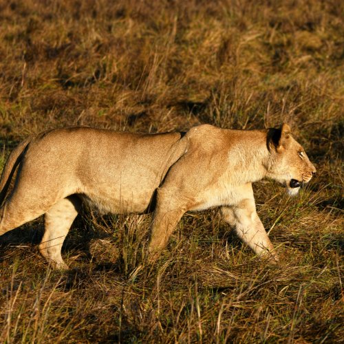 Мощная львица шагает по равнине Бусанга в национальном парке Кафуэ.