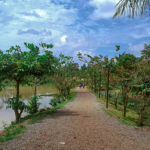 Обсаженная деревьями дорожка в экопарке в Яунде, Камерун.